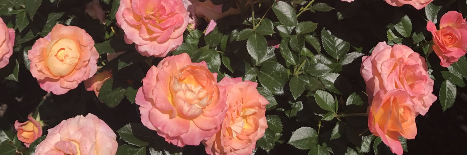 saraholson74's profile banner image