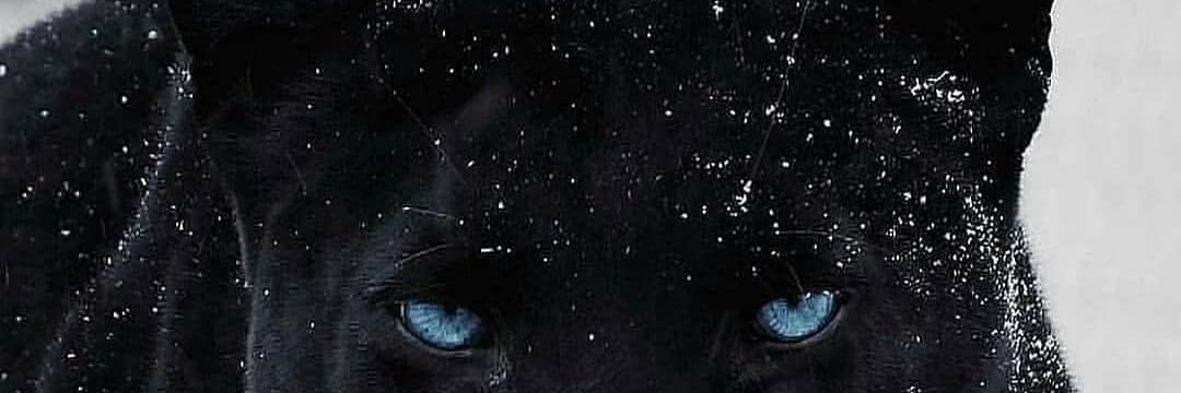 Dyton's profile banner image