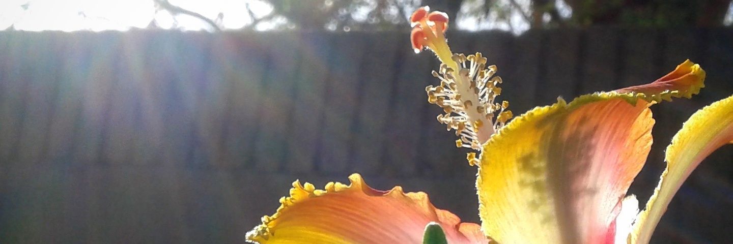 DXIIIG's profile banner image