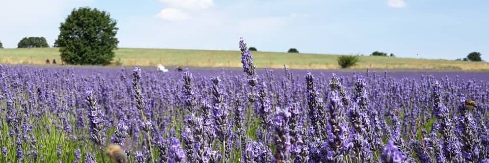 Empress Home Care & Therapies banner