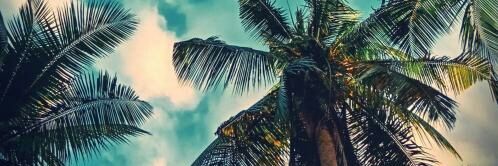 Petsidelucian's profile banner image