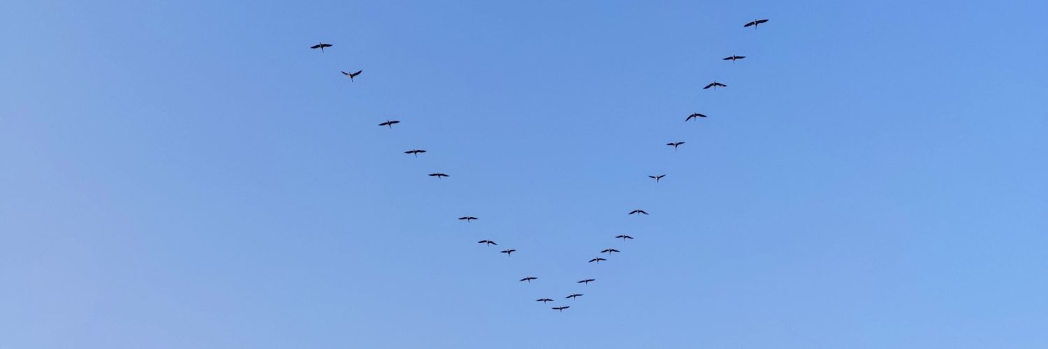 proxyminy's profile banner image