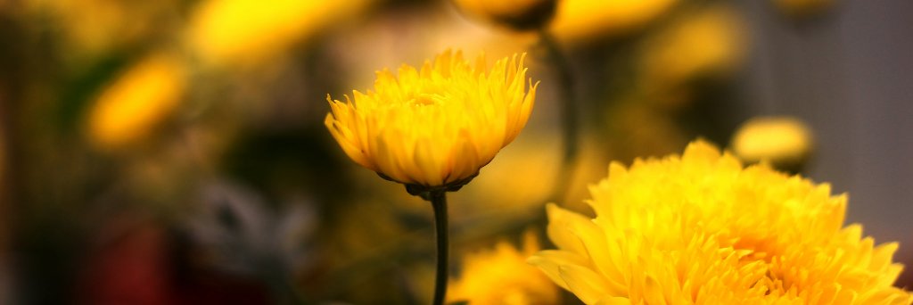 dylucknow's profile banner image