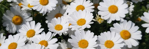 momonose_ Profile Banner