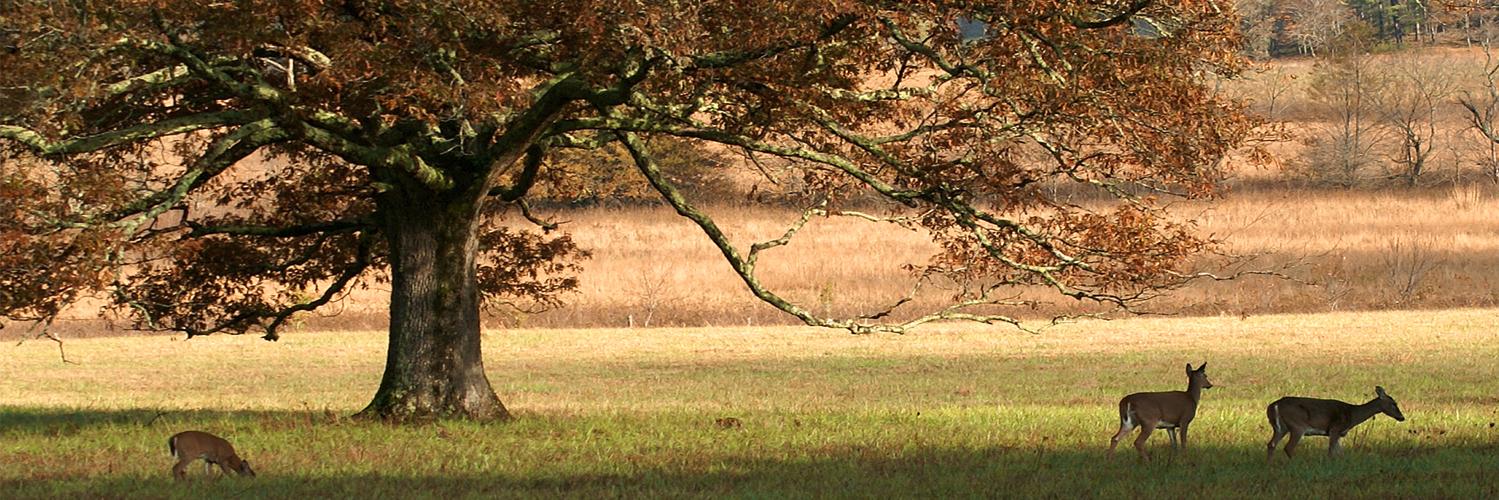 Tennessee Backroads banner