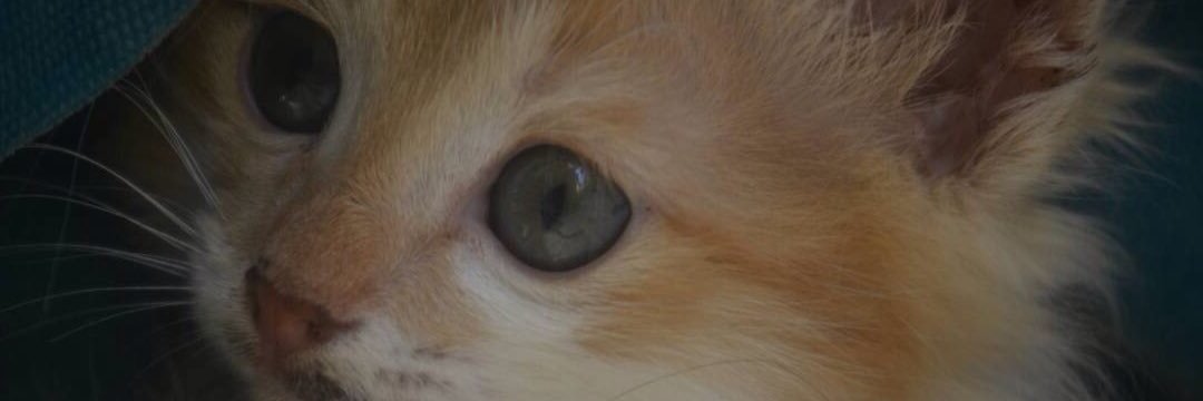 Reemabusayf's profile banner image