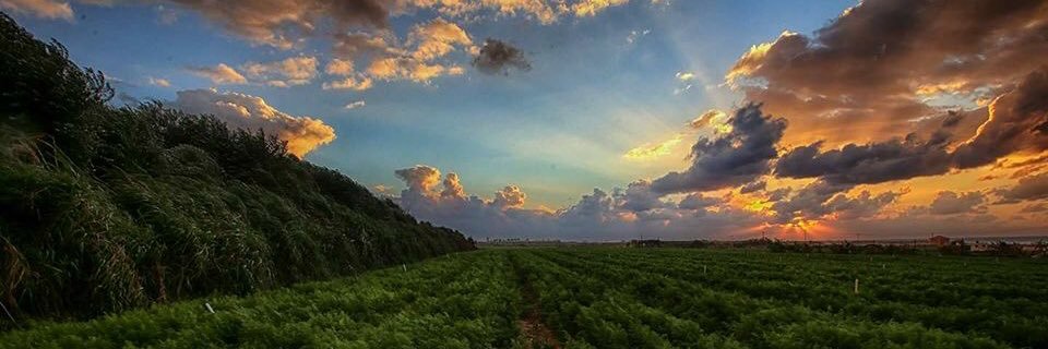 Hazem Balousha banner