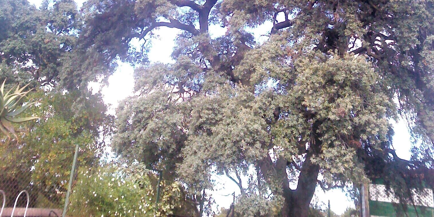 M. Gil Sánchez banner