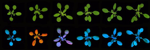 ChappleClint Profile Banner