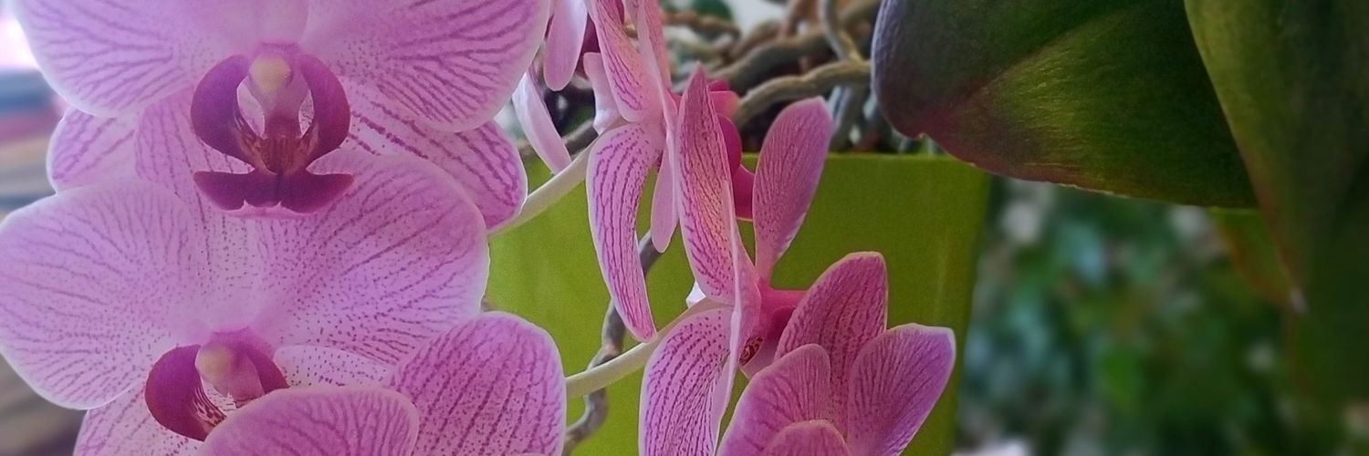 Stefania Bortoluzzi banner