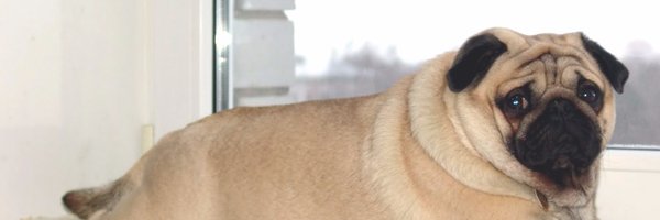 joshbbick Profile Banner