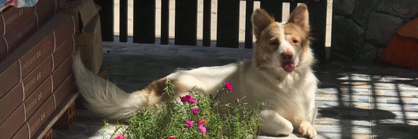 Arctic_Sebby Profile Banner