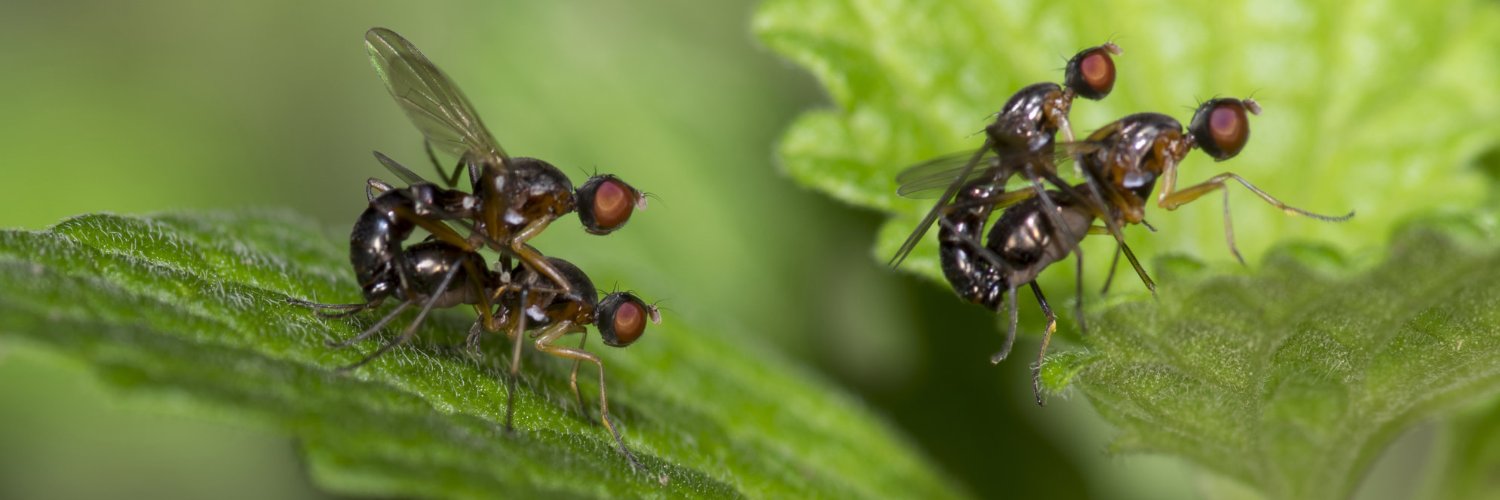 Patrick Rohner banner