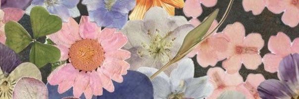 sedicheque's profile banner image