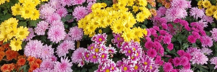 venaׂ💭'fsr ready netflix wa aja banner