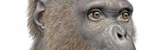 Anthropology KSU banner