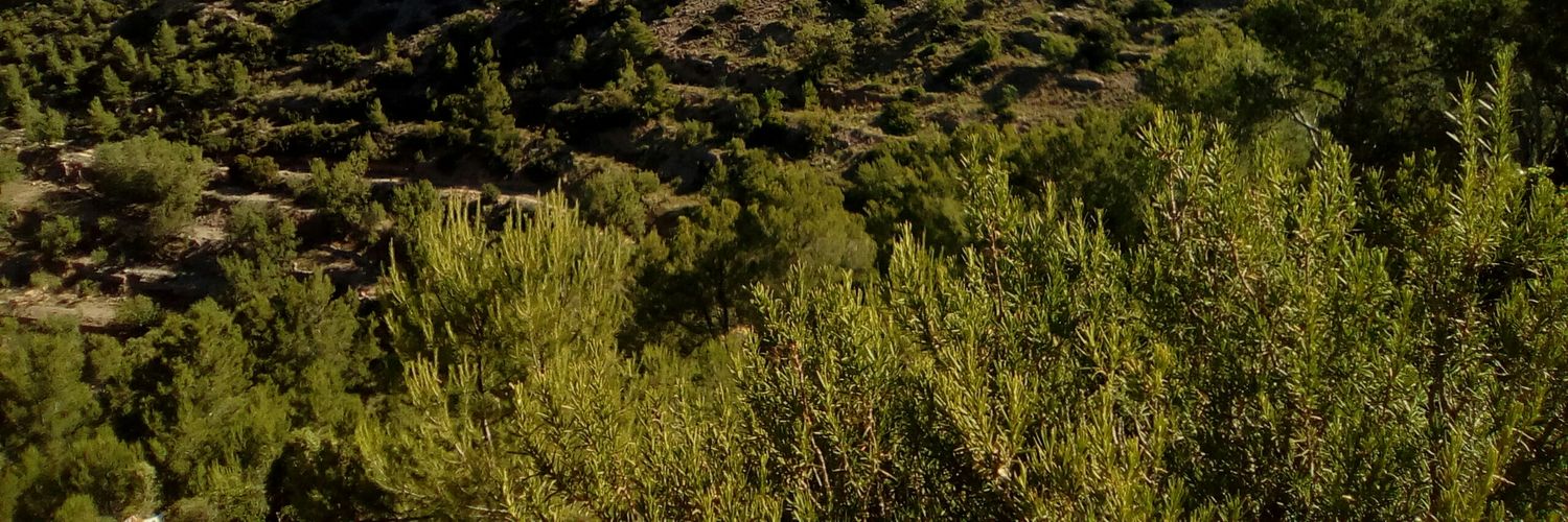 Shepakarian's profile banner image