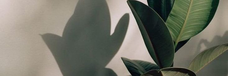 maja banner
