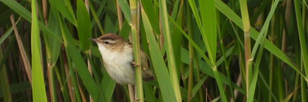 sfstoneley Profile Banner
