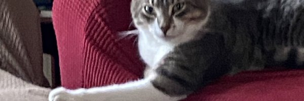 AngelCandyMom Profile Banner