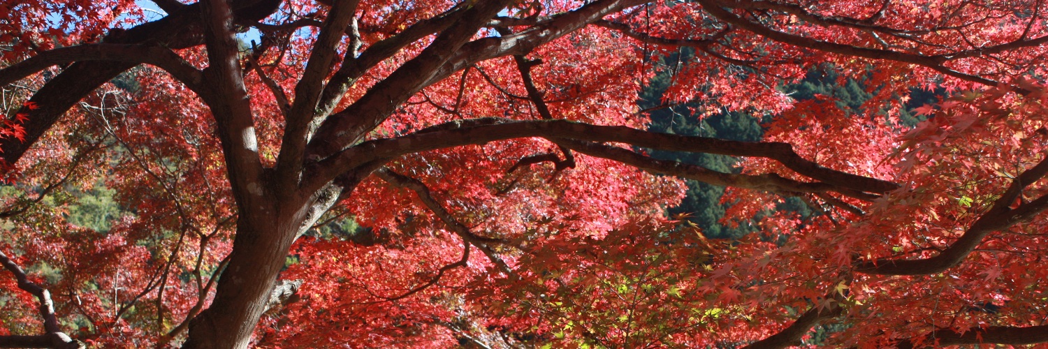 bowiie_bow's profile banner image