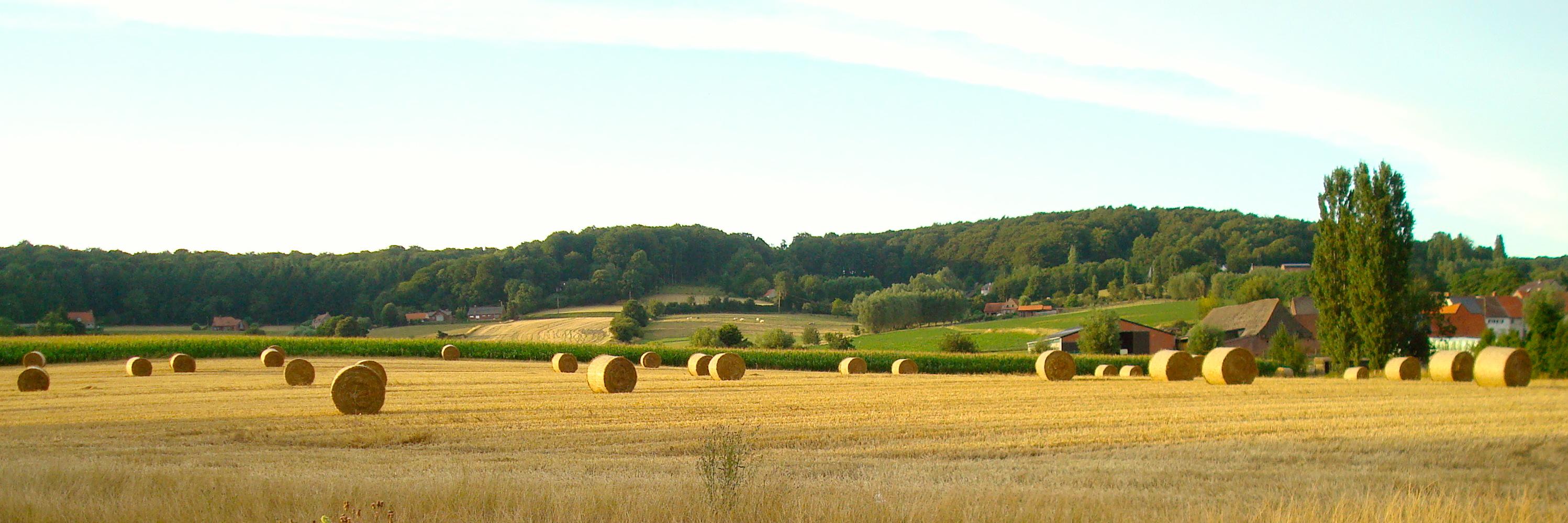Anne 🐝  banner