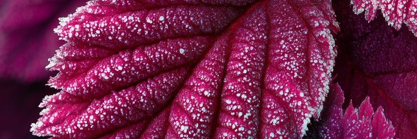 duygu_akin Profile Banner