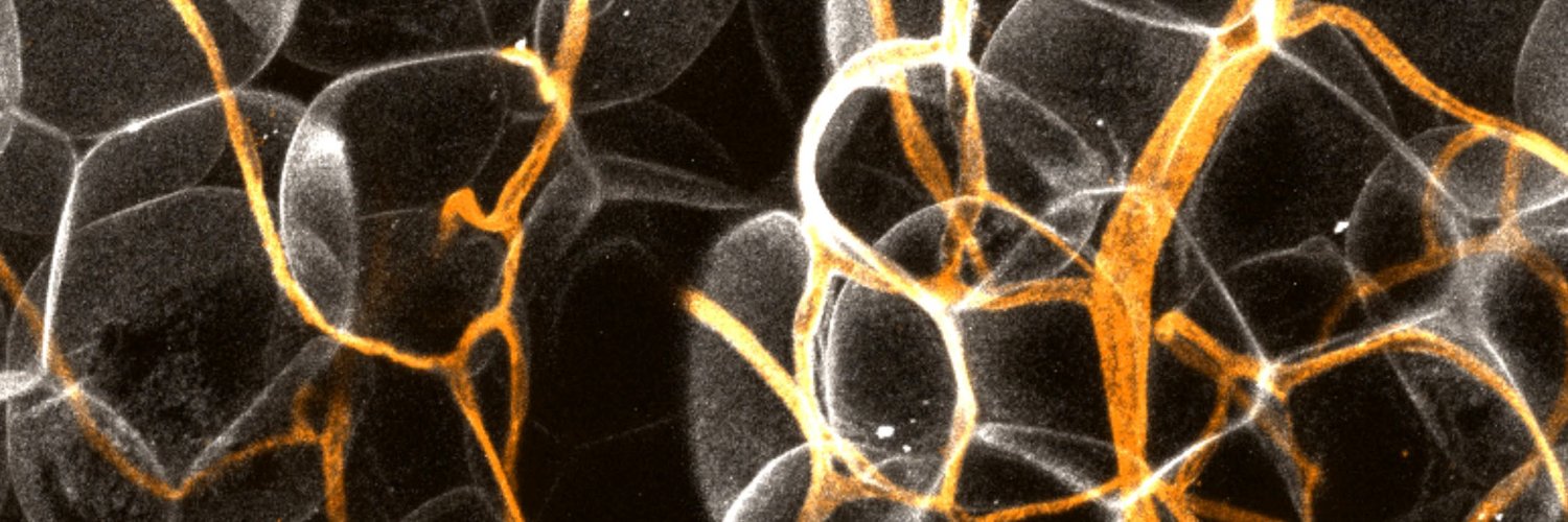 Journal of Experimental Medicine banner