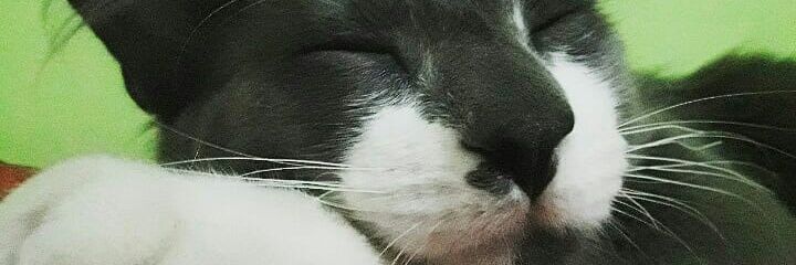 Sandrapiojosa87's profile banner image