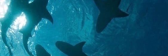 WANWHALE III 🐋 banner