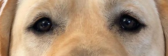 Barney's Nose banner