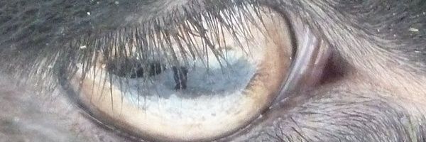DitSchaf's profile banner image