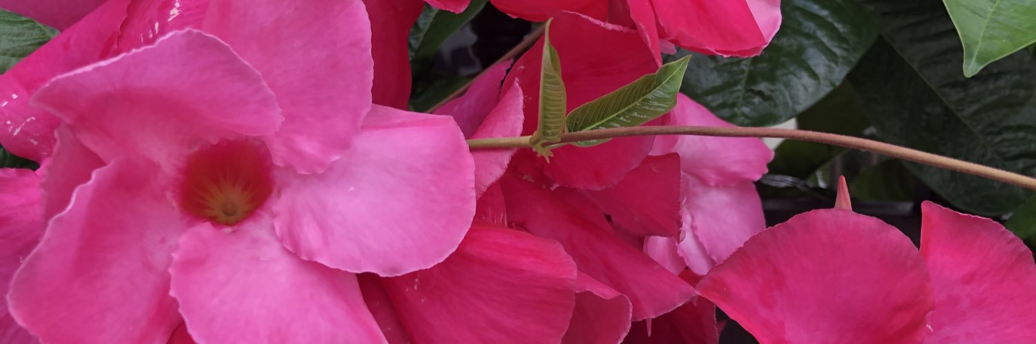 danika1204's profile banner image