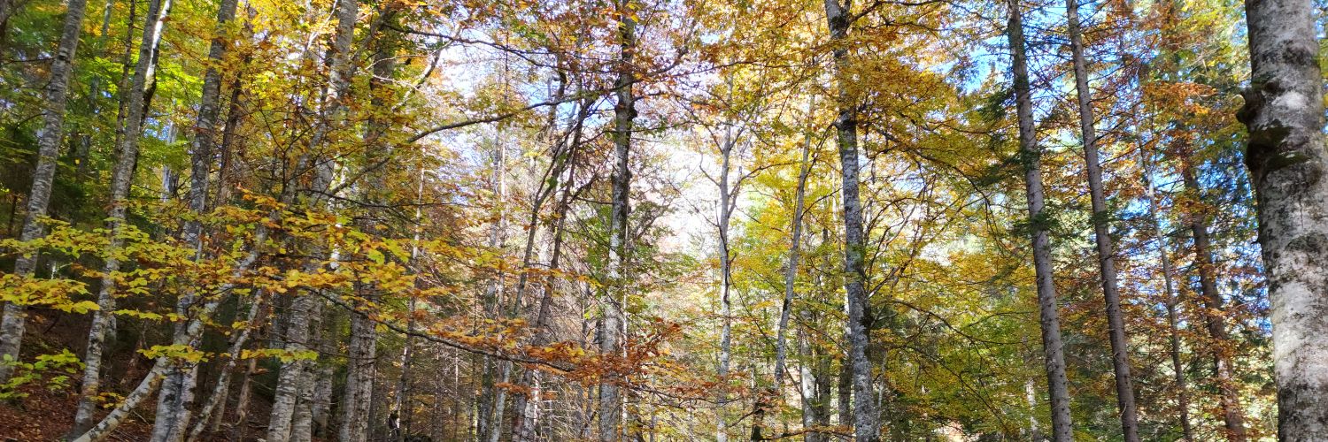 FrothyBeverage banner