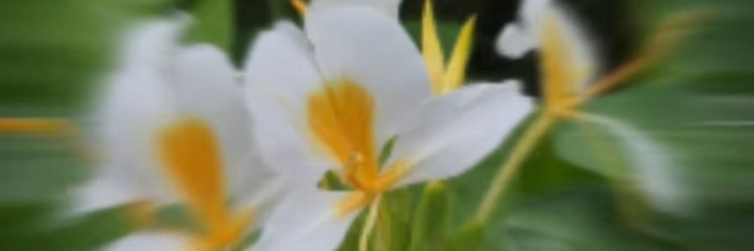 Sunshhin's profile banner image