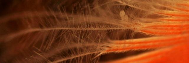 therootzer's profile banner image