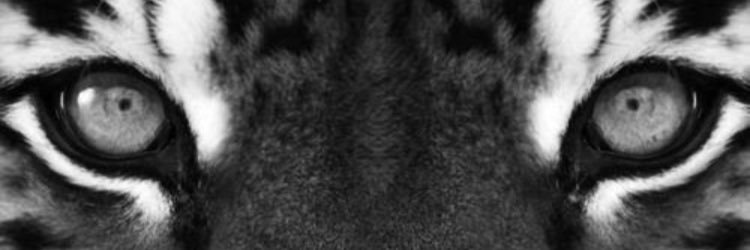 𝕷𝖔𝖗𝖉 𝕸𝖆𝖗𝖐 𝖔𝖋 𝕰𝖆𝖘𝖙 𝕮𝖑𝖊𝖛𝖊𝖑𝖆𝖓𝖉's banner