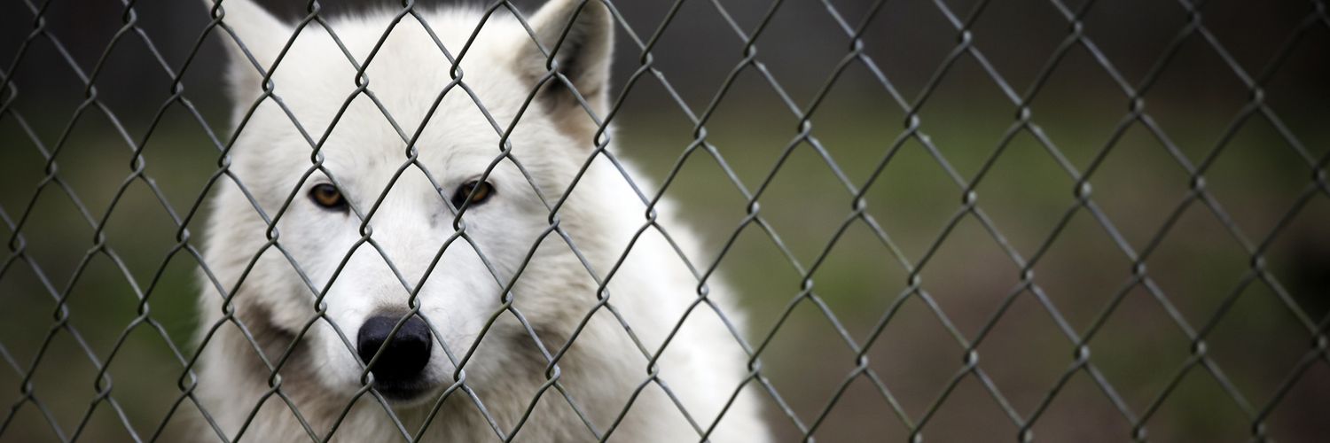 ImprisonedWolf's profile banner image