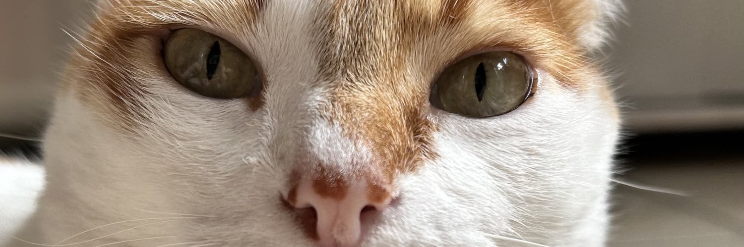 fernandanaya's profile banner image