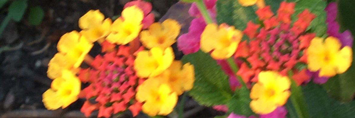 Tami Radney banner