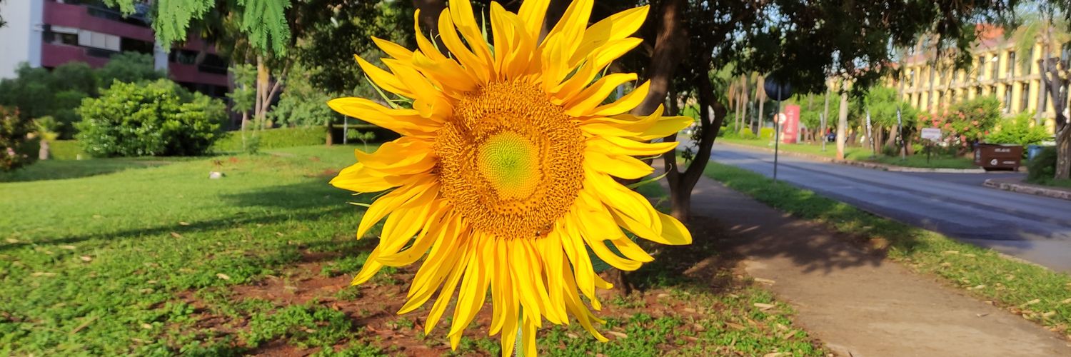 thaissonhos's profile banner image