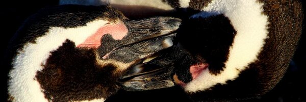 gregorsnell Profile Banner