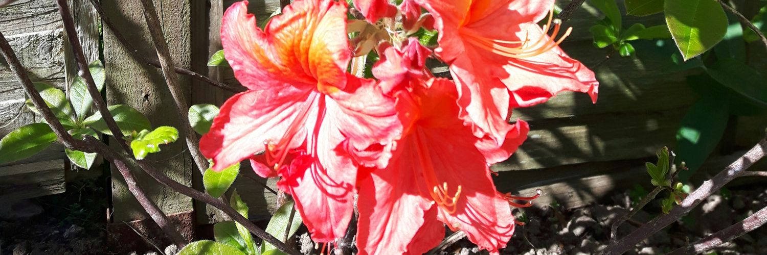 Verity Broughall banner