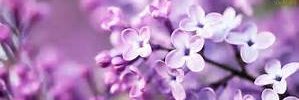 deyanira_st's profile banner image