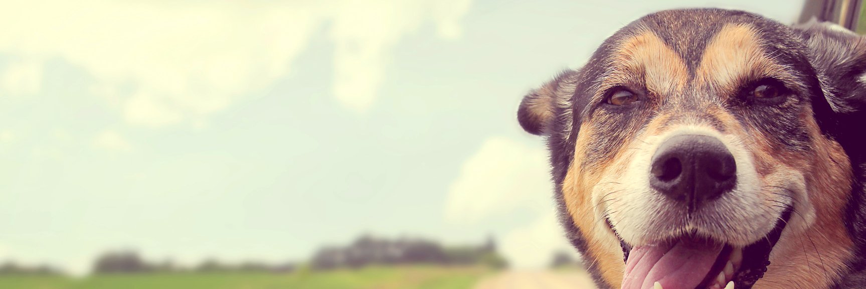 PracticalPaw's profile banner image
