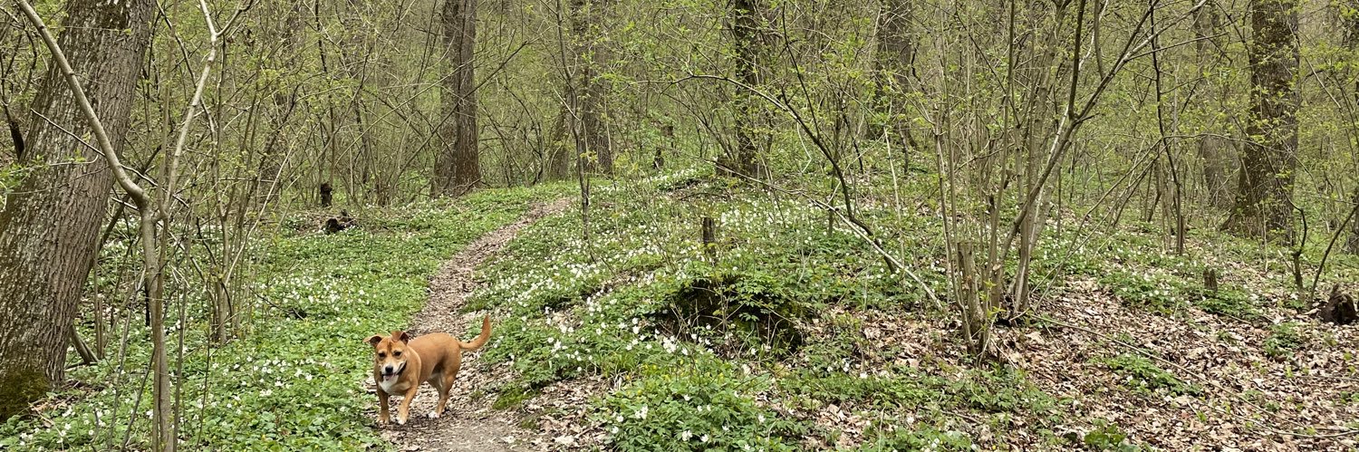 Ingrid Obsuth banner