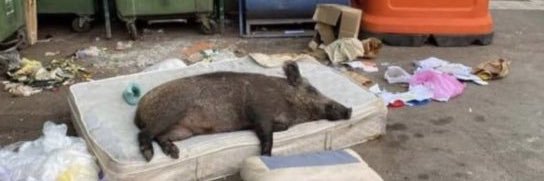 Guaga 🇪🇸 banner