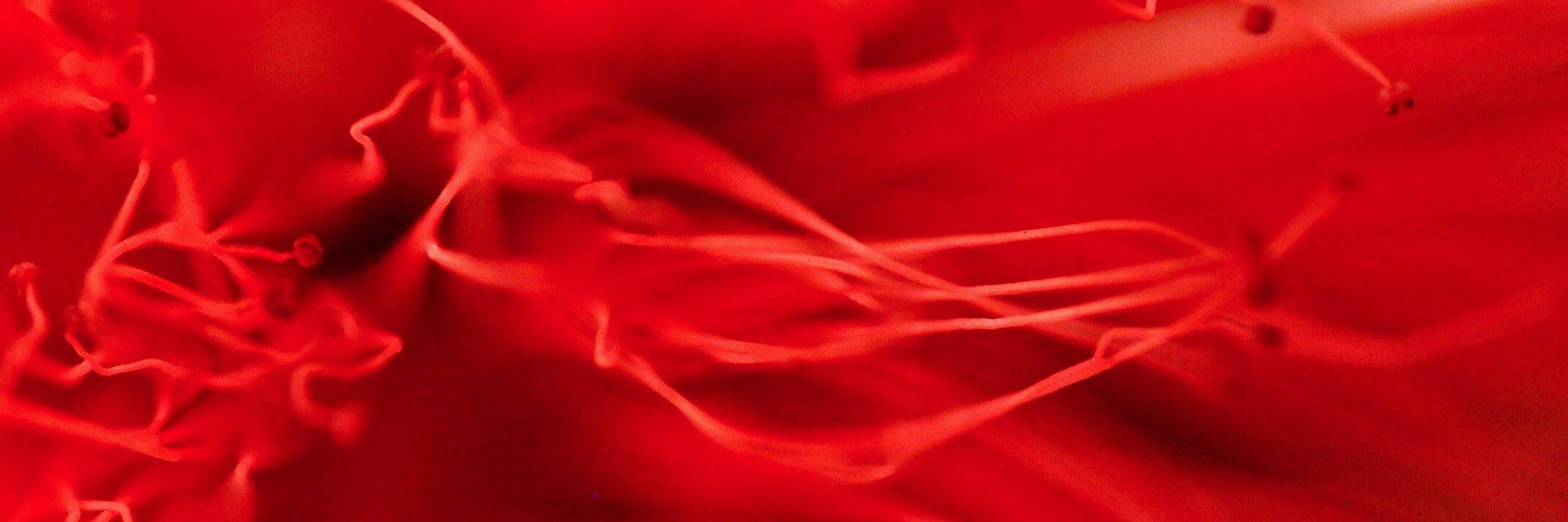 culfinglin's profile banner image