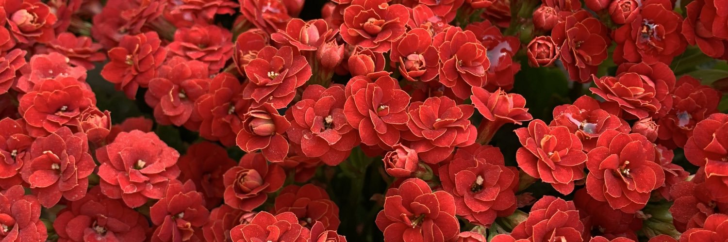 almanie's profile banner image