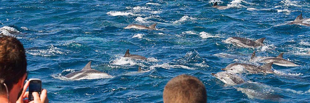 WILDSEA Europe banner